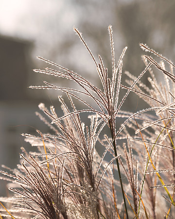 Backlit grass
