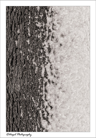 Snow blown bark
