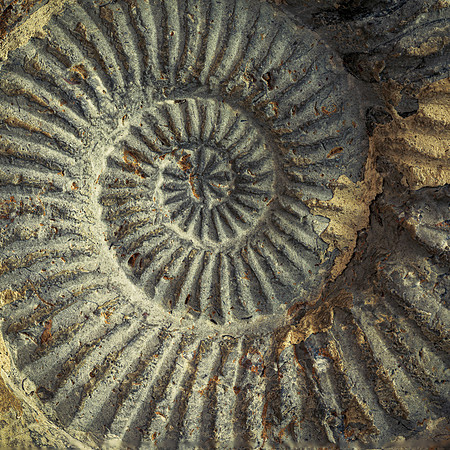 Spiral Shell