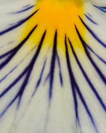 Trailing Pansy