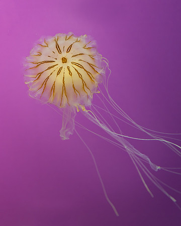 Jellyfish