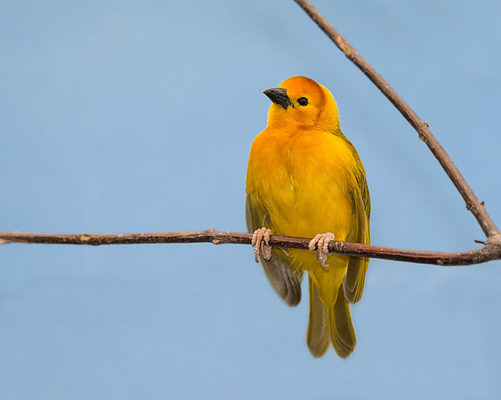 Taveta Golden Weaver