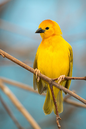 Golden Weaver