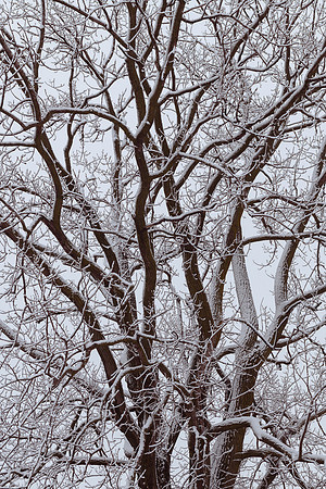Snowy oak tree