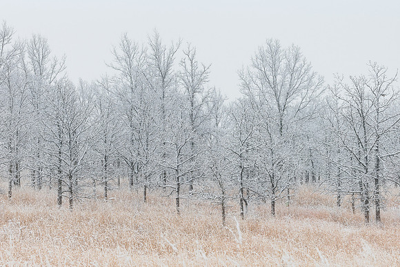 Orland Grasslands