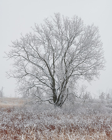 Lone oak tree
