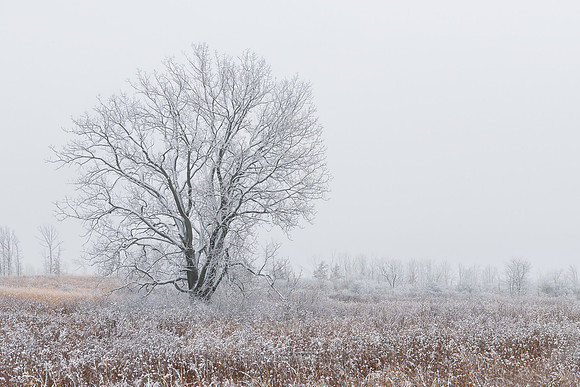 Lone oak tree