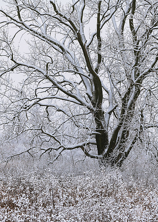 Snowy oak tree