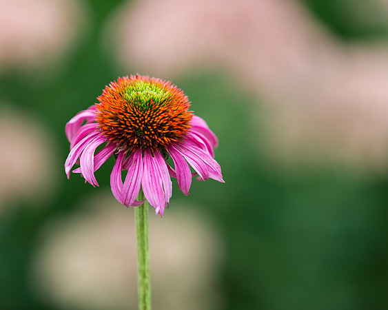 Coneflower