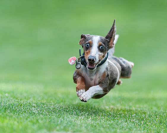 Dog in Flight