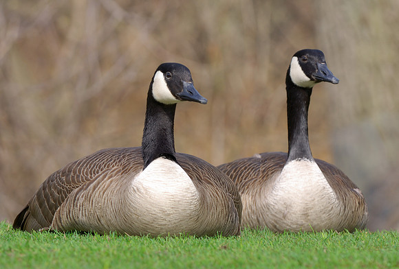 Geese