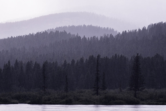 Foggy treeline