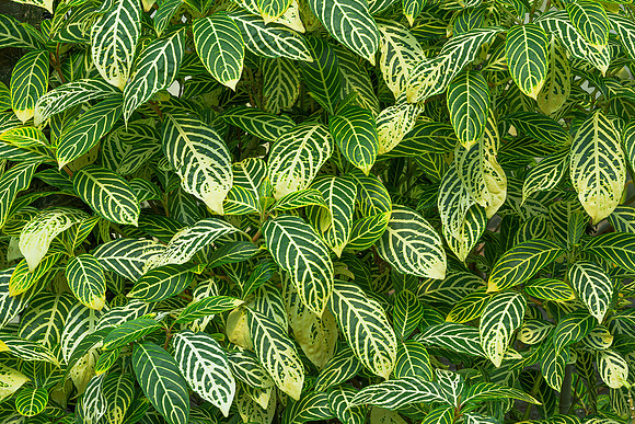 Gold vein plant