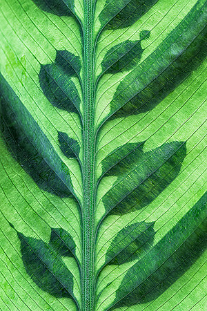 Leaves within a leaf