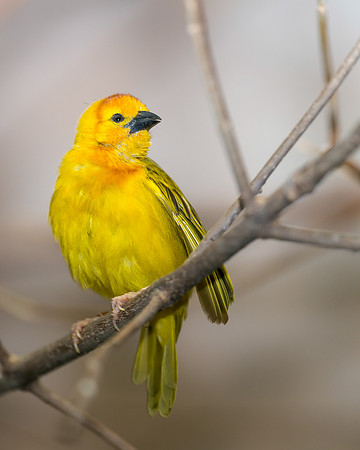 Golden Weaver