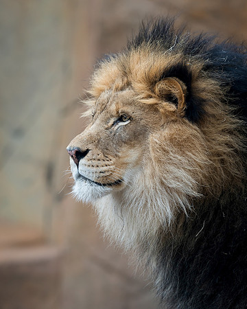 African lion