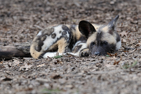 African wild dog pup