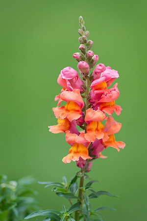 Snapdragon