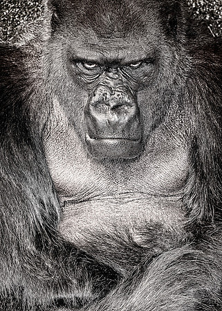 Western lowland gorilla