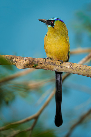 Blue-Crowned Motmot