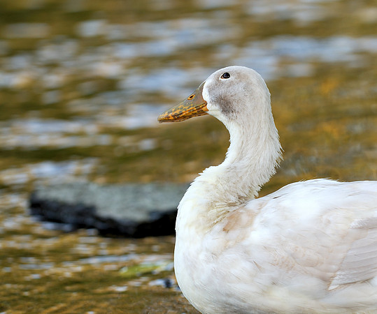 Duck
