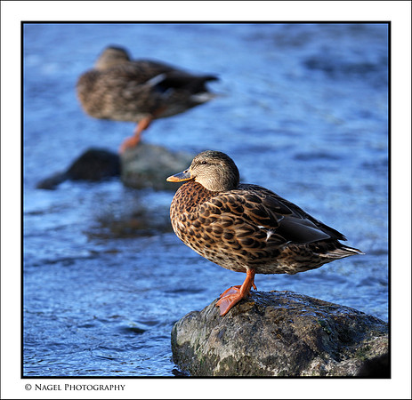 Mallard duck