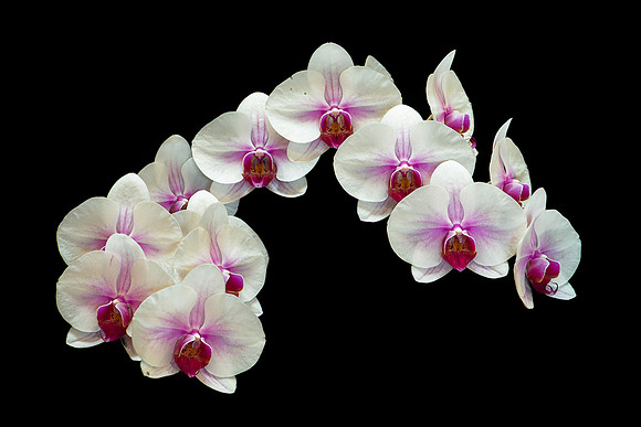 Orchids