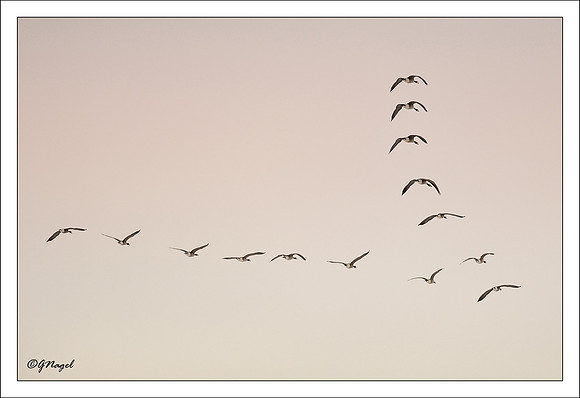 V Formation