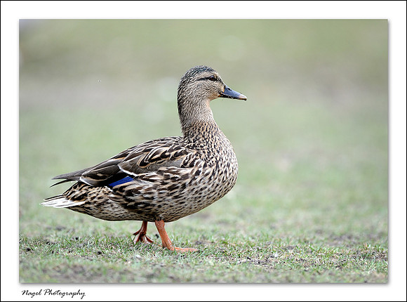 Duck