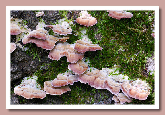 Miniature mushrooms and moss