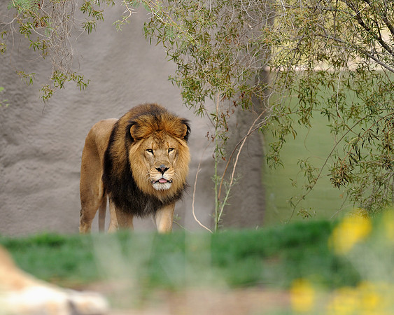 African lion