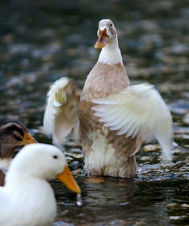 Ducks on Salt Creek