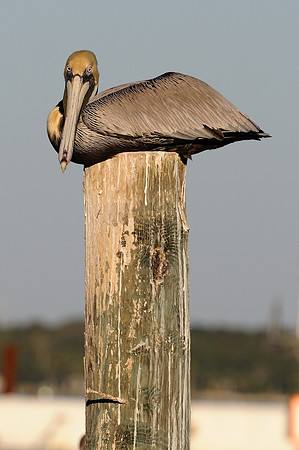 On top of the pole