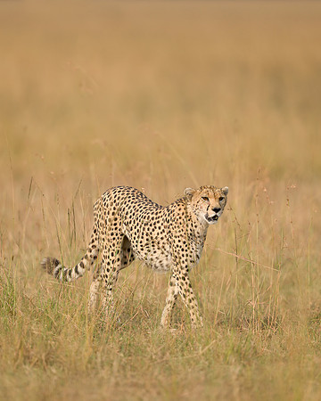 Cheetah
