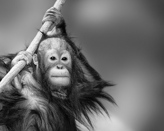 Baby orangutan