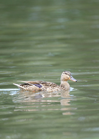 Duck