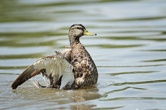 Duck