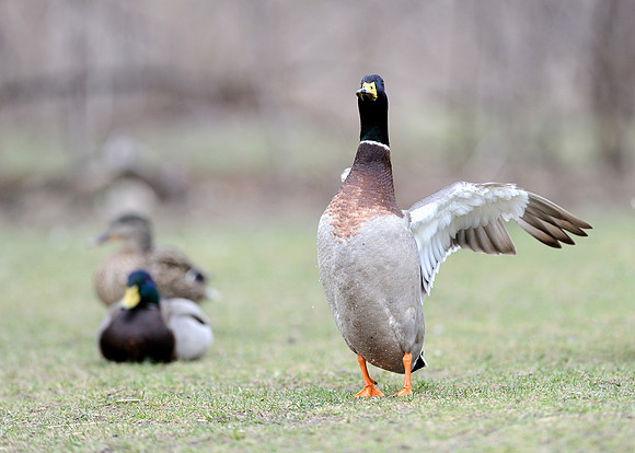 Duck