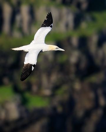 Northern gannet