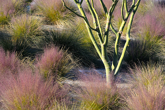 Desert foliage