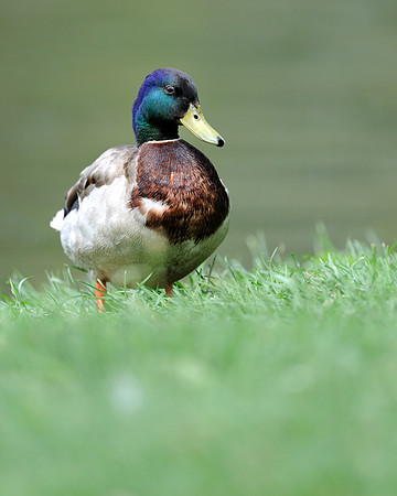 Mallard duck