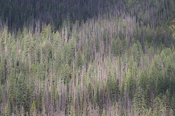 Douglas fir forest