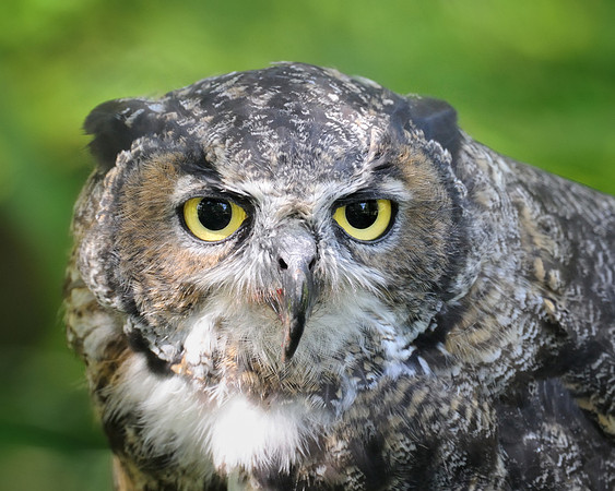Great horned owl