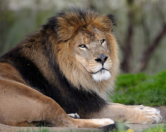 African lion