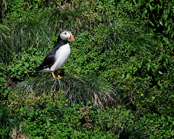 Atlantic puffin