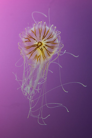 Jellyfish