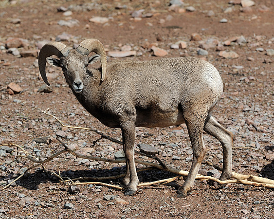 Desert bighorn sheep