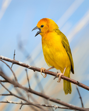 Golden Weaver
