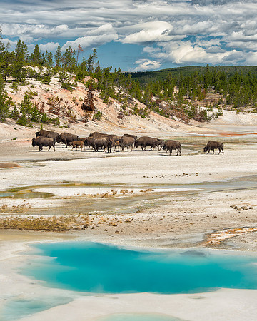 Bison on the basin