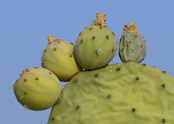 Cactus